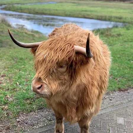 Casa Tx21 Accommodatie bij particulieren Den Burg