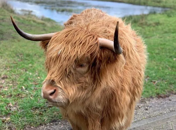 Casa Tx21 Habitación en casa particular Den Burg